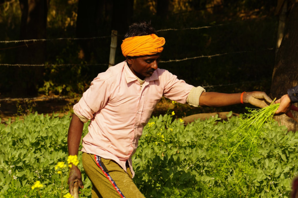 Organic Farm